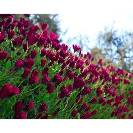 Casa Mare E Ulivi Lejlighed